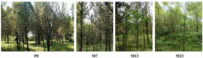 Far-reaching effects on soil properties and underground microbial ecosystem after the introduction of black locusts in forest